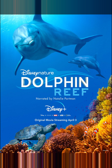 Dolphin Reef
